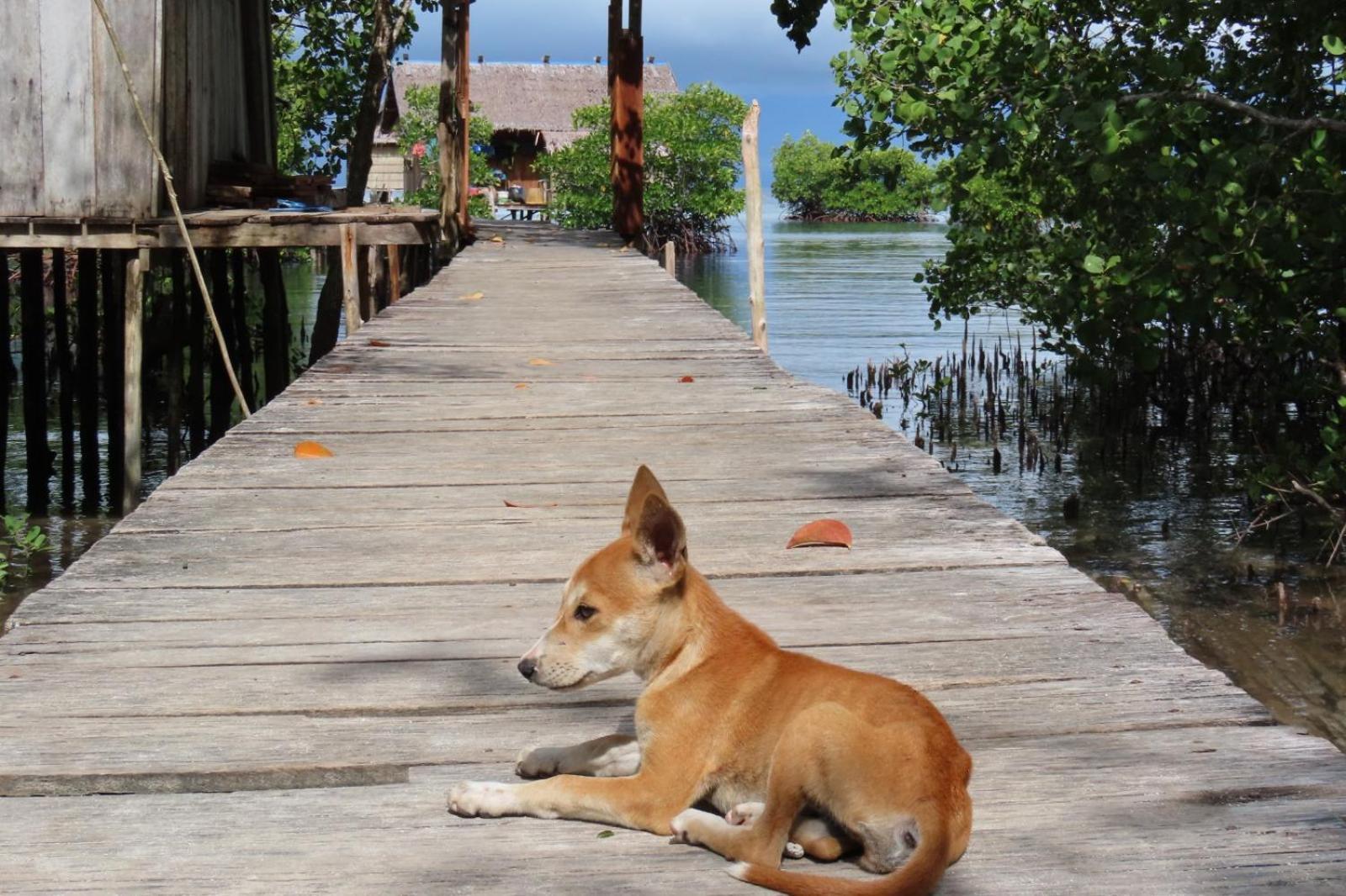 Nyanse Homestay - Raja Ampat Besir Екстериор снимка